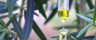 How are essential oils extracted from plants?