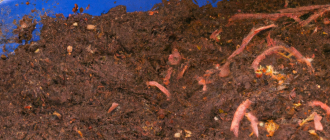 How to start a worm farm for composting?