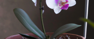 How to care for an orchid?