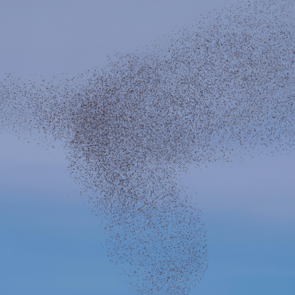 How do bird migrations work?