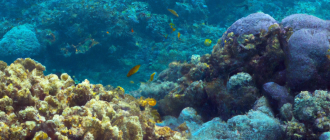 What is the impact of climate change on coral reefs?