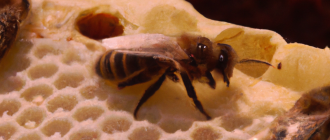 What is the role of bees in the ecosystem?