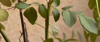 How to propagate roses from cuttings?