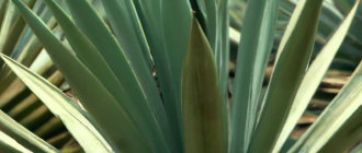 How is tequila made from the agave plant?