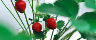 How to grow organic strawberries at home?