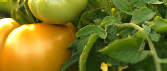 How to grow heirloom tomatoes?