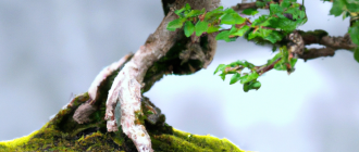 What are the principles of bonsai creation?