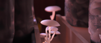 How to cultivate mushrooms at home?