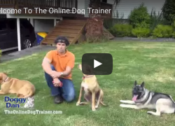 Doggy Dan &#1074;&#1026;&ldquo; The Best Online Dog Trainer