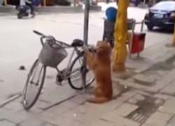 You Don&#1074;&#1026;&trade;t Need to Lock Your Bikes Ever Again in CHINA-Amazing Dog Training