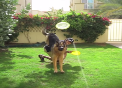 This Dog Trainer Has Successfully Trained His German Shepherd to Do The Hardest Tricks