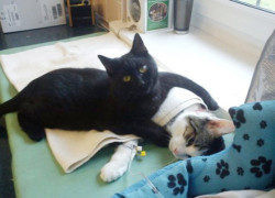 This Black Cat Nurses The Other Sick Animals to Health