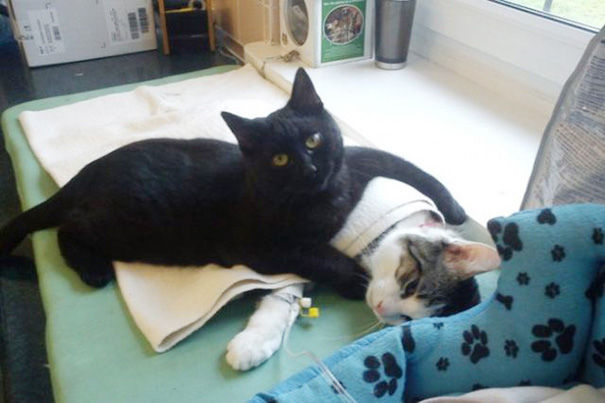 black cat nursing other cat
