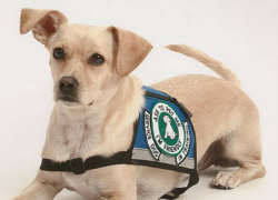 Canine Skill Mastery: Service Dog Training What Is a Service Dog?