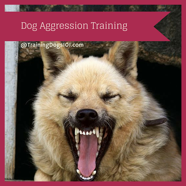 Dog Aggression Training 