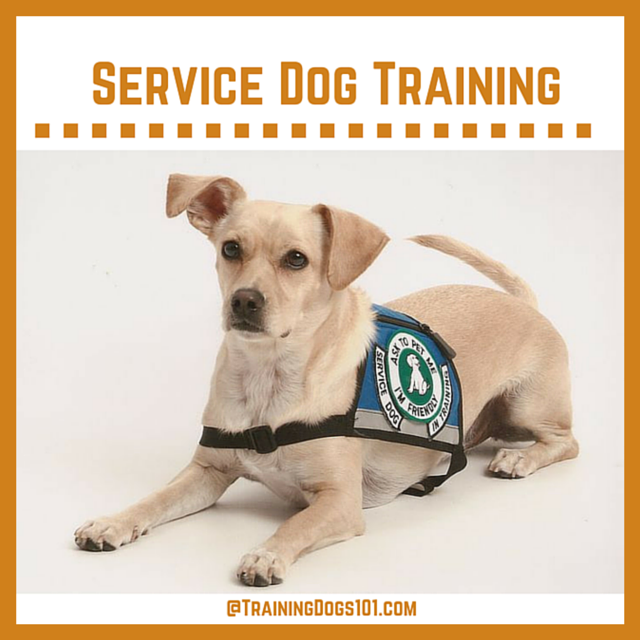 Service Dog Training 