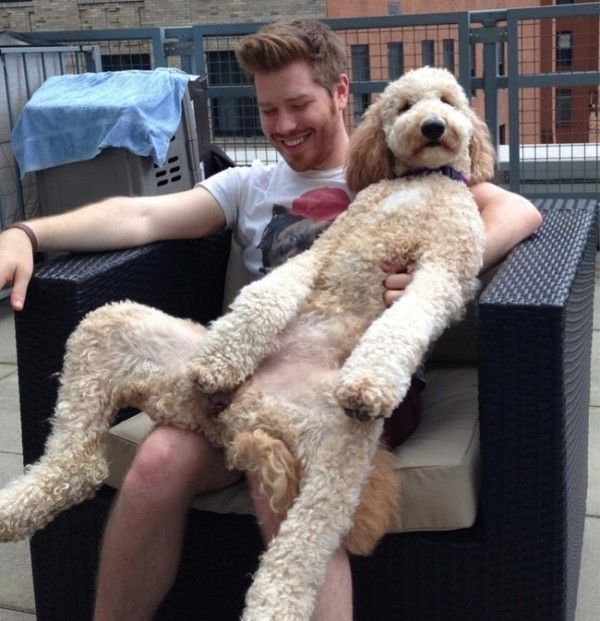 dog leaning comfortably on owner