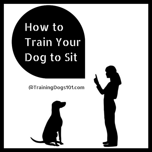 How to Train Your Dog to Sit 