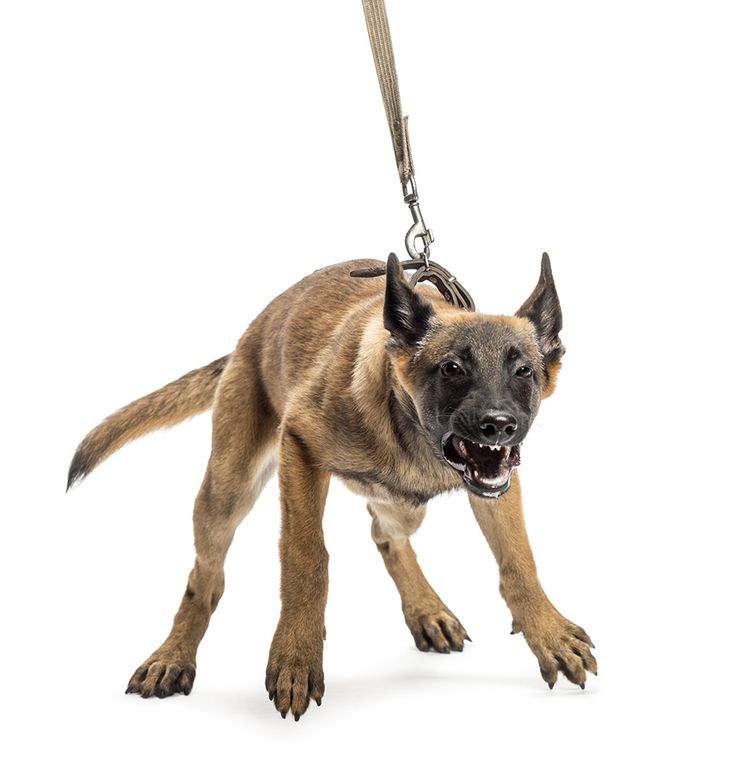 dog on leash
