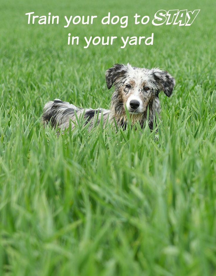 train your dog to stay in your yard
