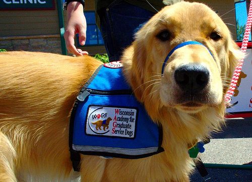 training for service dogs