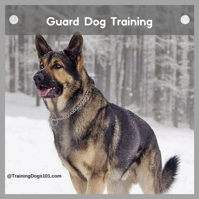 Guard Dog Training 