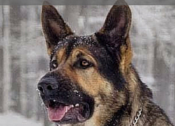 Canine Skill Mastery: Guard Dog Training Steps in Basic Guard Dog Training Train Your Dog to Attack on Command