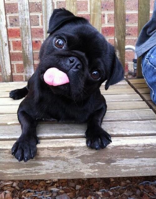 dog letting his tongue out