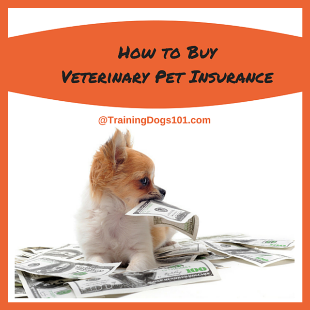 How to Buy Veterinary Pet Insurance 