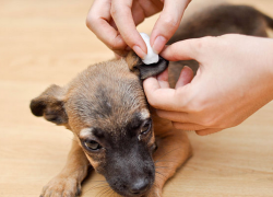 Symptoms of Dog Ear Problems Causes &amp; Fixes of Dog Ear Problems How to Prevent Dog Ear Problems