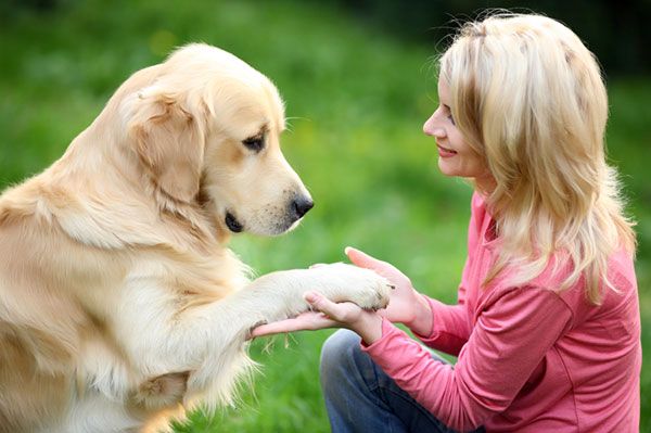 dog trainer holding dog's hand
