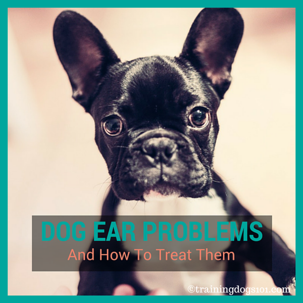 dog ear problems
