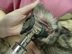 examining dog ear