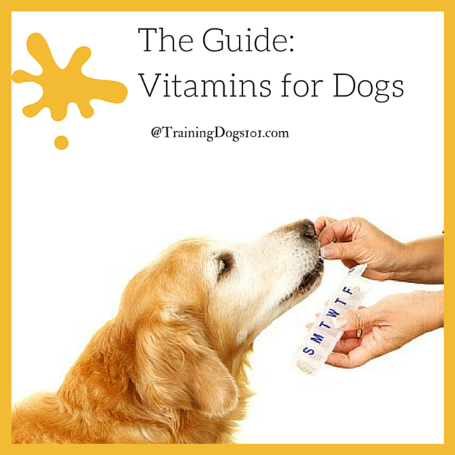 The Guide-Vitamins for Dogs 