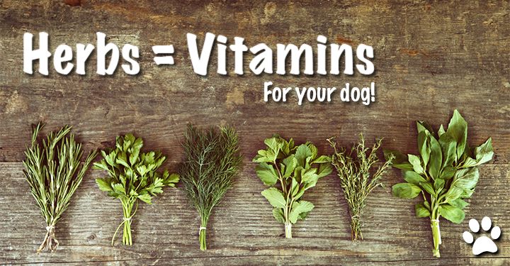 herbs = vitamins