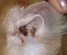 dog ear mites