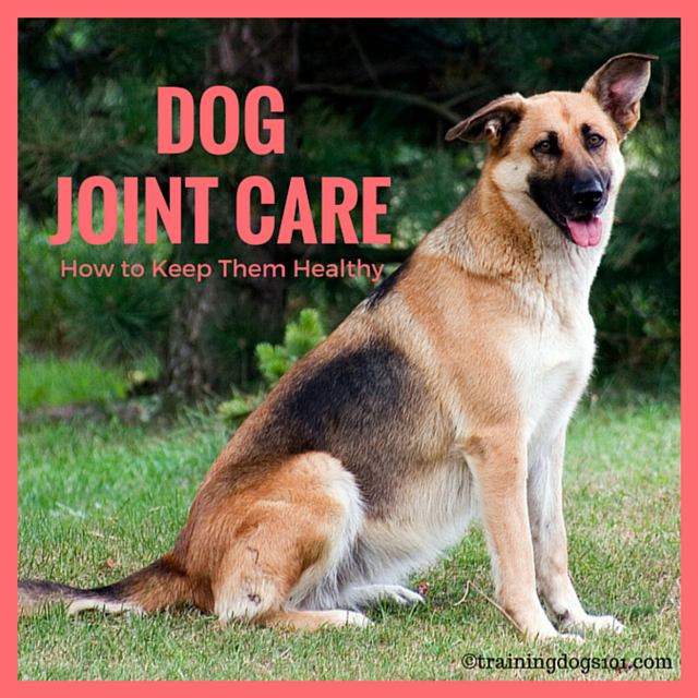 dog joint care
