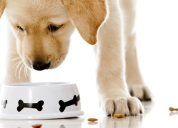 Your Guide to Finding a Healthy Dog Food Familiarizing Yourself with Dog Food Labels