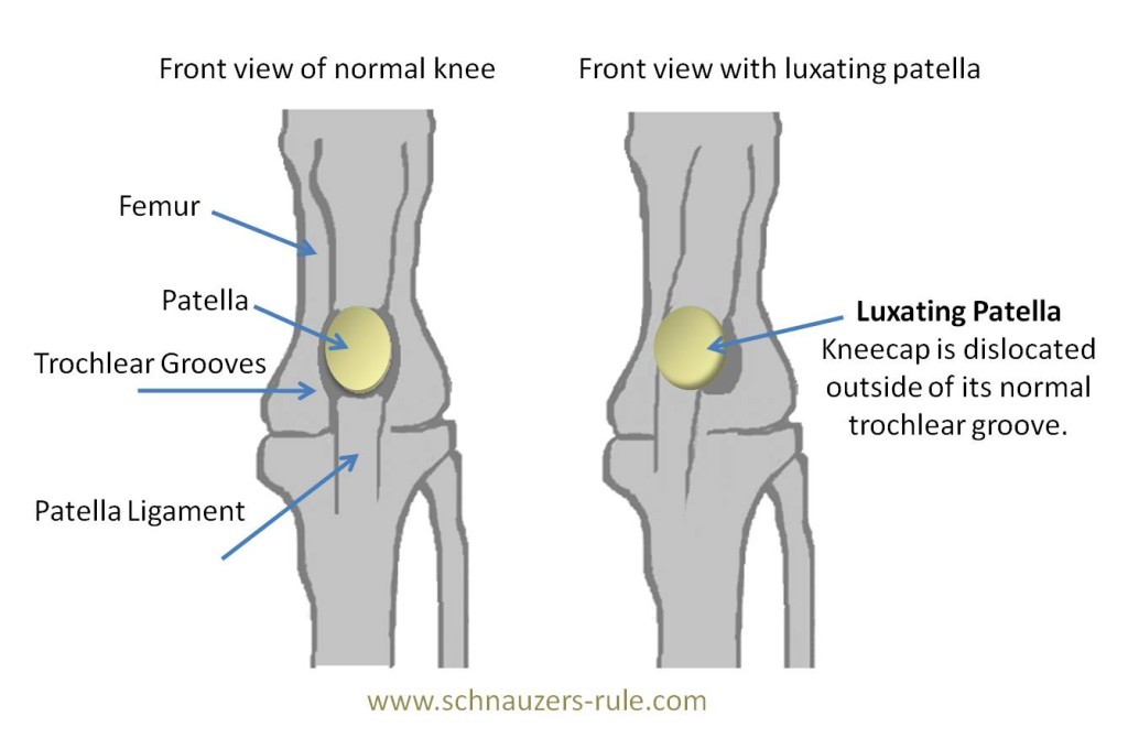 luxating-patella-dog-knee