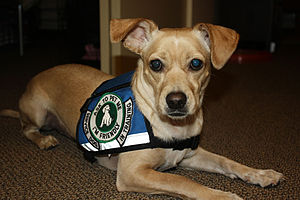 English: Psychiatric Service Dog In Training
