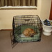 Pug in a crate