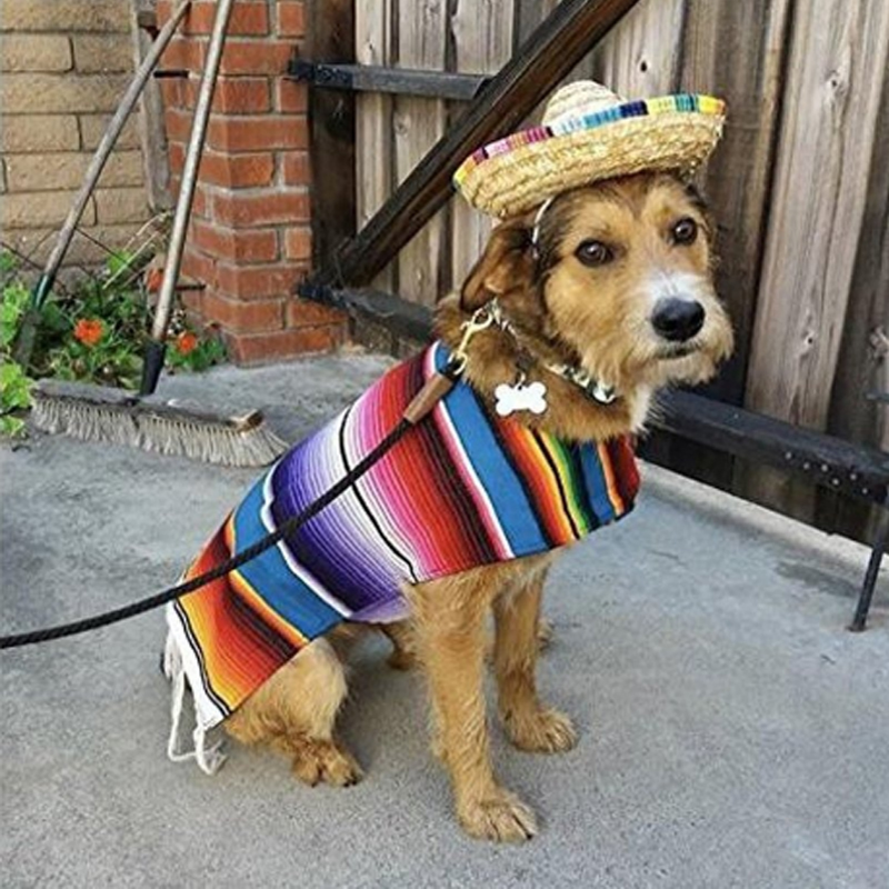 Mexican Dog Costumes