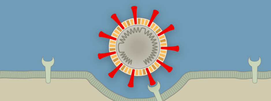 Внедрение коронавируса в уязвимую клетку