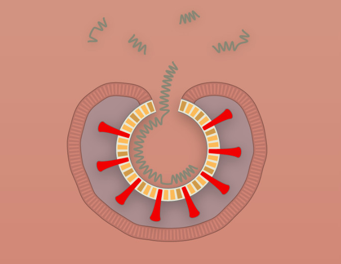 Поражение клетки коронавирусом
